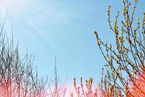 branche de saule contre le ciel bleu. photo