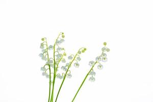 fleur de muguet sur fond blanc. photo