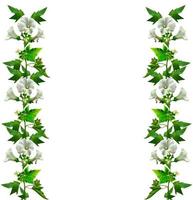 fleurs de mauve isolés sur fond blanc photo