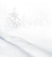 forêt d'hiver gelée avec des arbres couverts de neige. photo