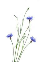bleuet fleur sauvage photo