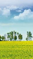 paysage avec les arbres verts brillants et le ciel bleu. photo