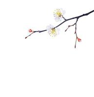 branche fleurie de cerisier photo