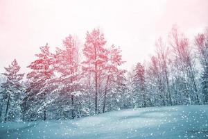 forêt d'hiver gelée avec des arbres couverts de neige. photo