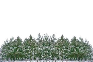 les branches de l'arbre de noël couvert de neige photo
