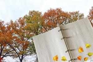 feuillage d'automne lumineux photo