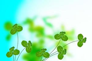 feuilles de trèfle vert sur fond de paysage d'été photo