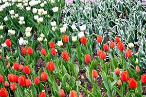 fleurs tulipes dans le parc. bourgeon photo