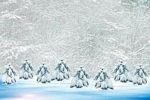 forêt d'hiver. paysage d'hiver. photo