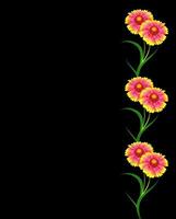 bouquet de fleurs colorées de gaillarde. fleurs délicates isolées sur fond noir photo