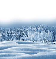 forêt d'hiver. paysage d'hiver. arbres couverts de neige photo