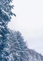 forêt d'hiver gelée avec des arbres couverts de neige. photo