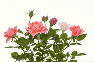 cinq roses sur fond blanc. fond floral photo