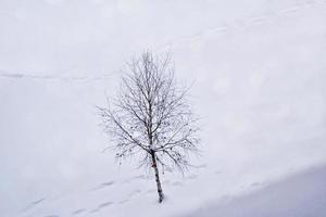 forêt d'hiver gelée avec des arbres couverts de neige. photo