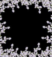 belles fleurs blanches délicates de fleur de pommier isolées sur fond noir. bifurquer photo