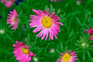 fleurs d'aster colorées sur fond de paysage d'automne photo