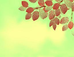 paysage d'automne avec un feuillage coloré et lumineux. été indien. photo