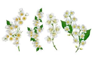fleur de jasmin blanc. photo