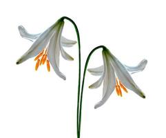 fleurs de lys isolés sur fond blanc photo