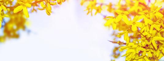 buisson fleuri de fleurs jaunes forsythia photo