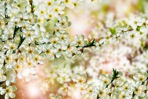 branche des fleurs de cerisier photo