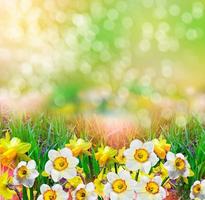 belles fleurs de printemps jonquilles. fleurs jaunes. photo