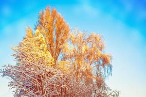 forêt d'hiver gelée avec des arbres couverts de neige. photo