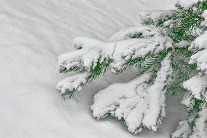 forêt d'hiver gelée avec des arbres couverts de neige. photo