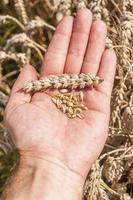 grain et épi de blé à portée de main photo