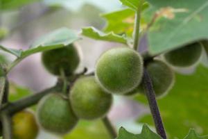 fruit cru de solanum ferox l. fruit poilu pour la cuisine thaïlandaise. photo