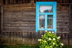 fenêtre bleue d'une maison en bois rustique avec un buisson d'hortensia photo