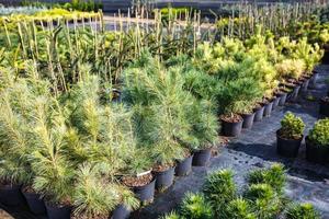 rangées de jeunes conifères en serre avec beaucoup de plantes en plantation photo