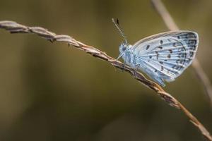 gros plan petit papillon blanc sur l'herbe photo