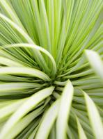 gros plan de plante succulente de yucca, épine et détail sur les feuilles de yucca à feuilles étroites photo