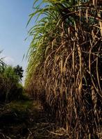 les feuilles de canne sèches et la canne envahie par la végétation ont inondé la tête pendant le chemin de terre de la ferme de canne à sucre photo