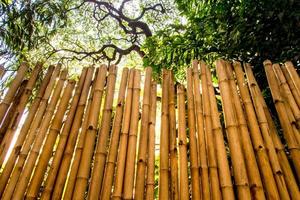 texture de mur d'abattage naturel décorant de bambou photo