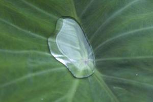 feuilles de taro vertes avec de beaux motifs naturels et de l'eau roulante sur les feuilles de taro que la nature a créées pour empêcher les feuilles de taro de se mouiller naturellement. photo