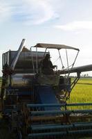 les moissonneuses-batteuses récoltent du riz doré dans les champs de l'agriculteur pour le vendre et l'envoyer aux usines industrielles pour le transformer en divers produits et l'exporter vers des pays étrangers pour la consommation. photo