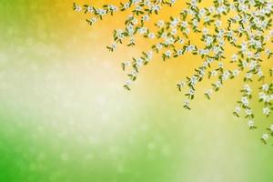 pomme de branche en fleurs. photo