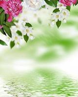 paysage de printemps avec de délicates fleurs de jasmin photo