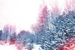 forêt d'hiver gelée avec des arbres couverts de neige. photo