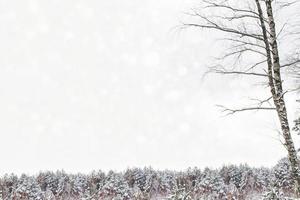 forêt d'hiver gelée avec des arbres couverts de neige. photo