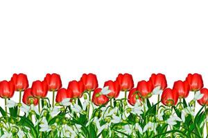 fleurs tulipes et perce-neige isolé sur fond blanc photo