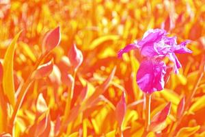 fleurs d'iris aux couleurs vives sur fond de paysage printanier. photo