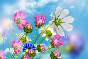 fleurs de marguerite sur fond de ciel bleu photo