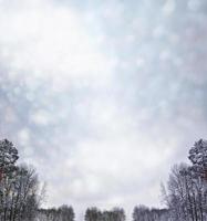 forêt d'hiver gelée avec des arbres couverts de neige. photo