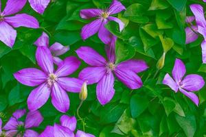 fleurs de clématite sur fond de paysage d'été. photo