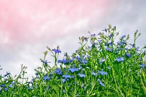 fleurs sauvages me-nots sur le fond du paysage d'été. photo