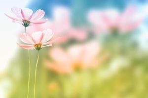 fleurs cosmos colorées sur fond de paysage d'été. photo