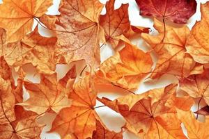 paysage d'automne avec des feuilles colorées lumineuses. été indien.